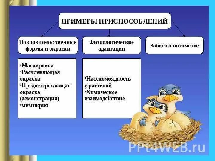 Приспособление организмов адаптация. Забота о потомстве примеры адаптации. Приведите примеры адаптации. Формы приспособленности у животных примеры.