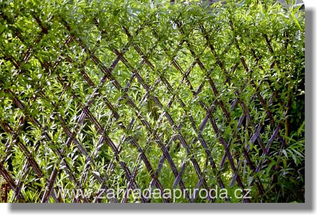 Living fence. Плетеная живая изгородь ива. Живая изгородь ива булата. Living fence. Живая изгородь ива плетение.