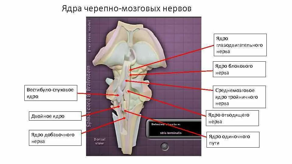 Ядра двигательных черепно мозговых нервов. Ствол мозга ядра черепных нервов. ядра блокового нерва. отводящий нерв анатомия. ядро отводящего нерва.