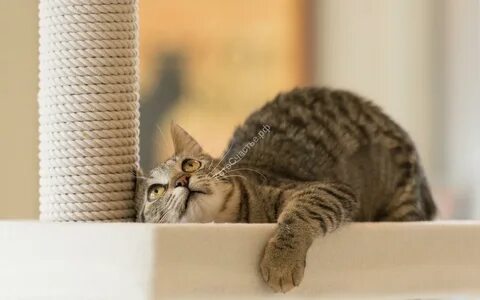 Кошка дерет обои