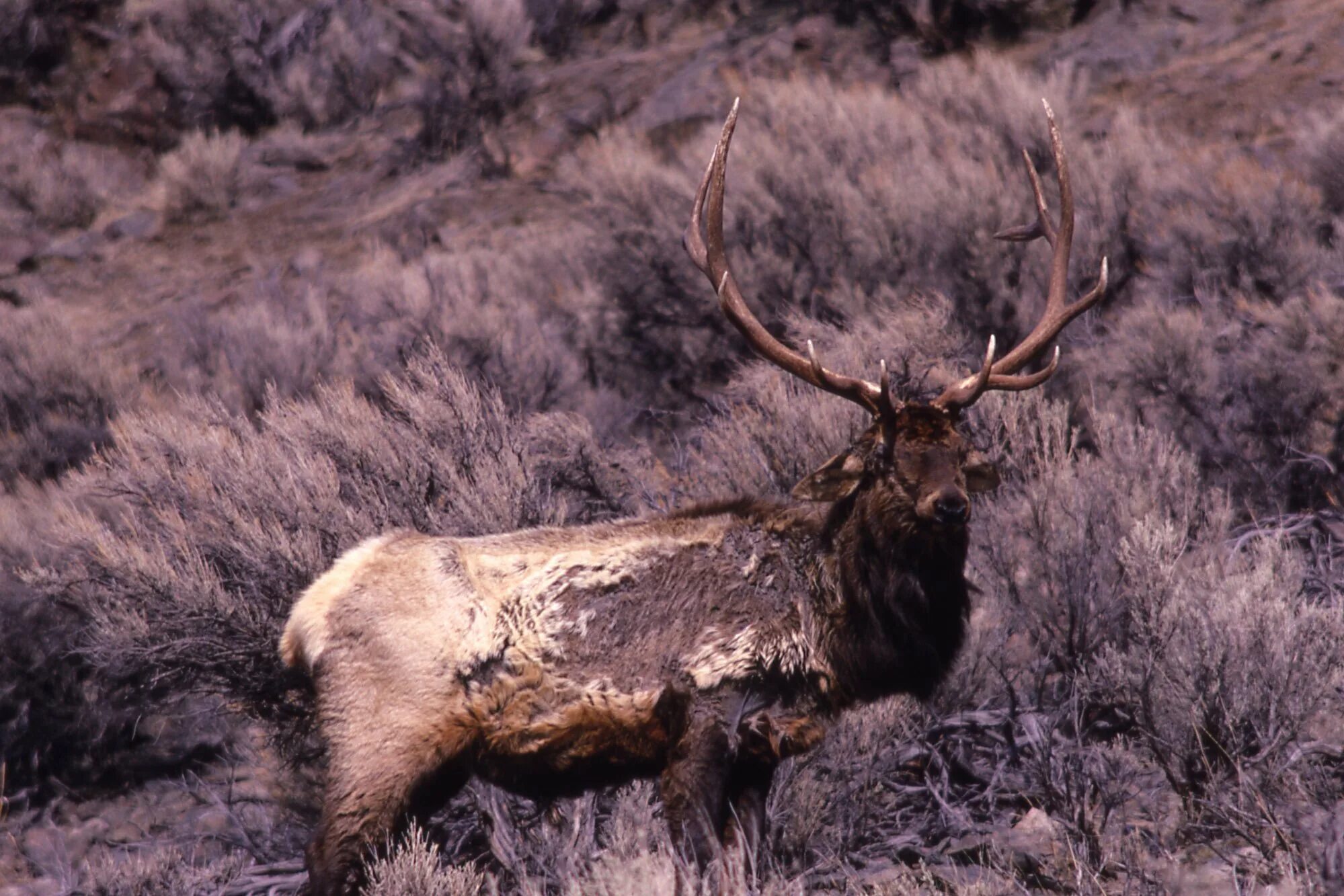 Олене бык. Лоси на Кавказе. Быколень. Elk Deer. Bull Elk.