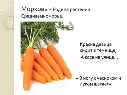 Морковь корнеплод
