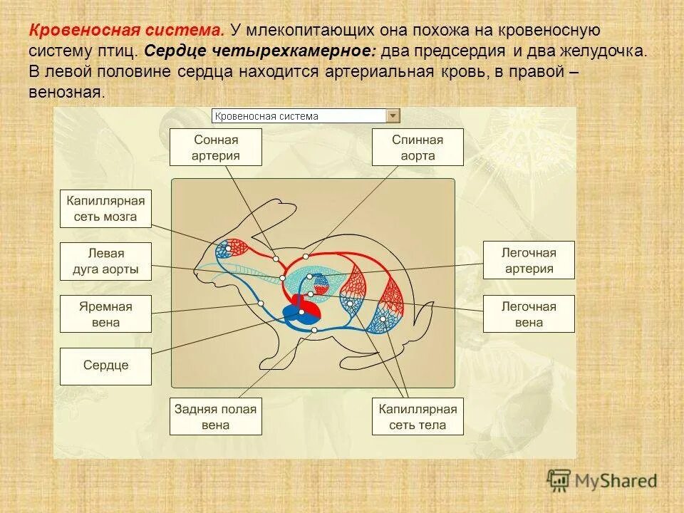 В легкие млекопитающих поступает кровь