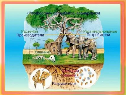 Производители круговорота веществ