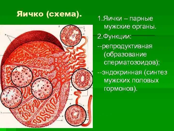 Мужские яички боли. Функции яичка. Функции семенника у мужчин. Яички строение и функции. Функция яичек у мужчин.