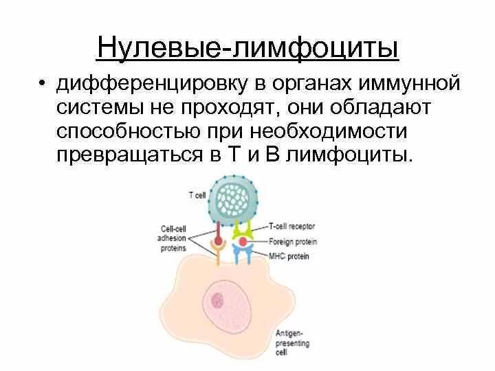 Основная функция в лимфоцитов заключается в. Основная функция в лимфоцитов заключается в