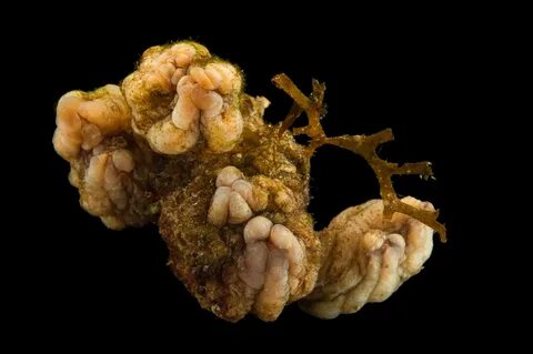 Picture of a sea squirt (Styela plicata) at Gulf Specimen Marine Lab and Aq...