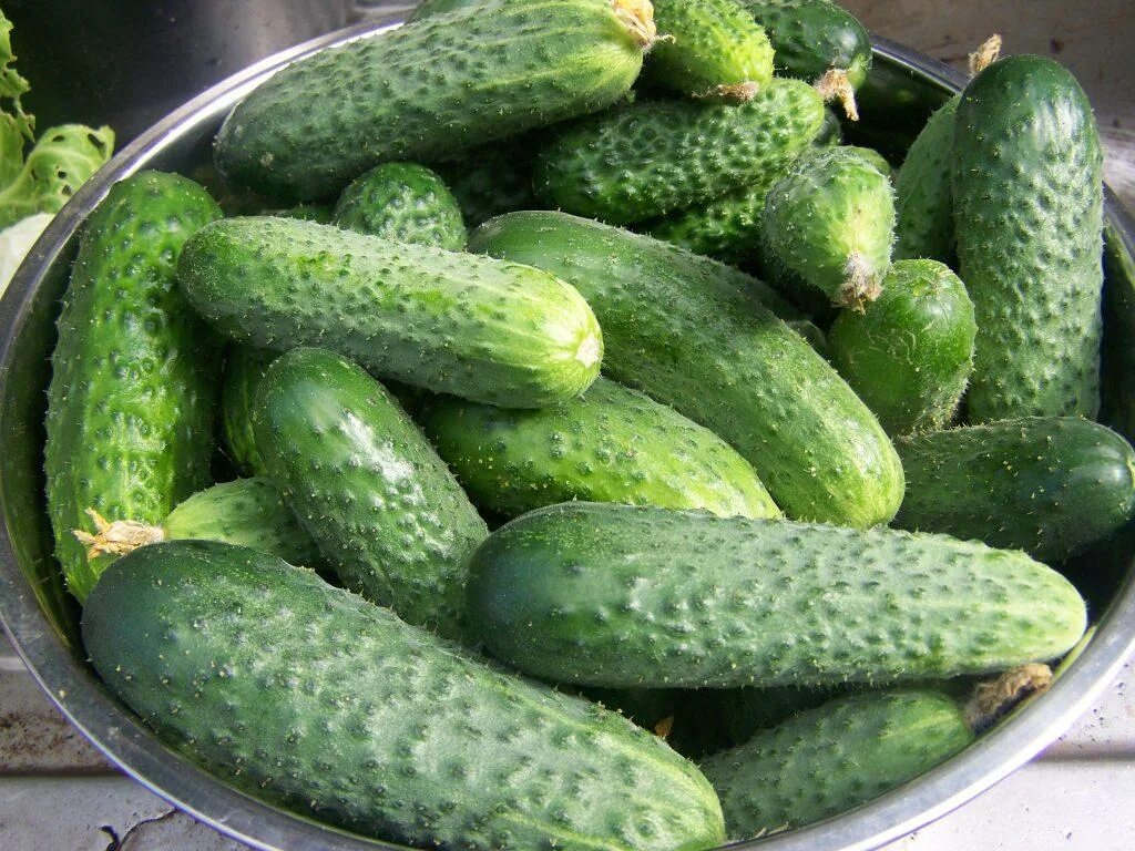 огурец хуторок f1. огурцы сорт огурец засолочный. семена огурец засолочный. огурец сорт засолочный. огурец засолочный.