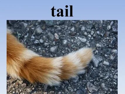 But tail