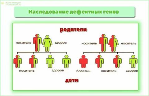 От кого передается характер ребенку