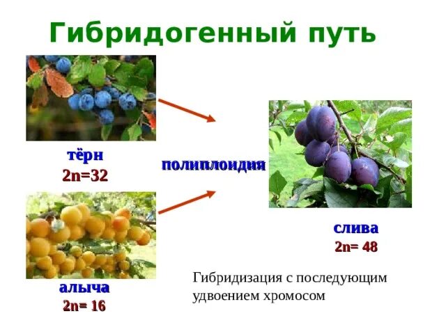Межвидовая гибридизация. Методы селекции отбор и гибридизация. Гибридизация растений схема. Метод отдаленной гибридизации растений. Метод гибридизации растений.