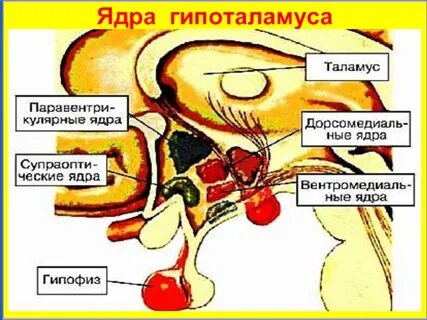 Ядра таламуса гипоталамуса