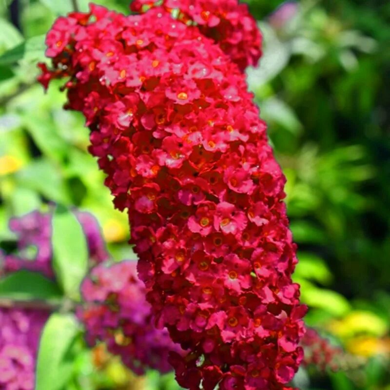 Буддлея Давида Роял ред. Буддлея Давида Royal Red. Буддлея Давида (Buddleja davidii Royal Red). Буддлея Давида "Royal Red" (Роял ред).