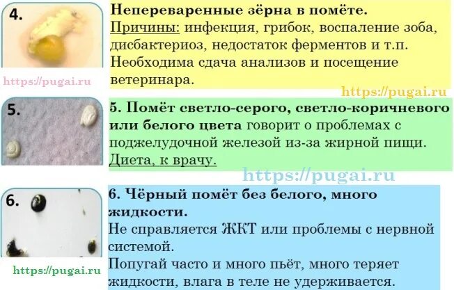 Попугай есть помет. Понос у попугайчика волнистого. Жидкий кал у волнистого попугая. Помет волнистого попугая. Жидкий стул у попугая волнистого.