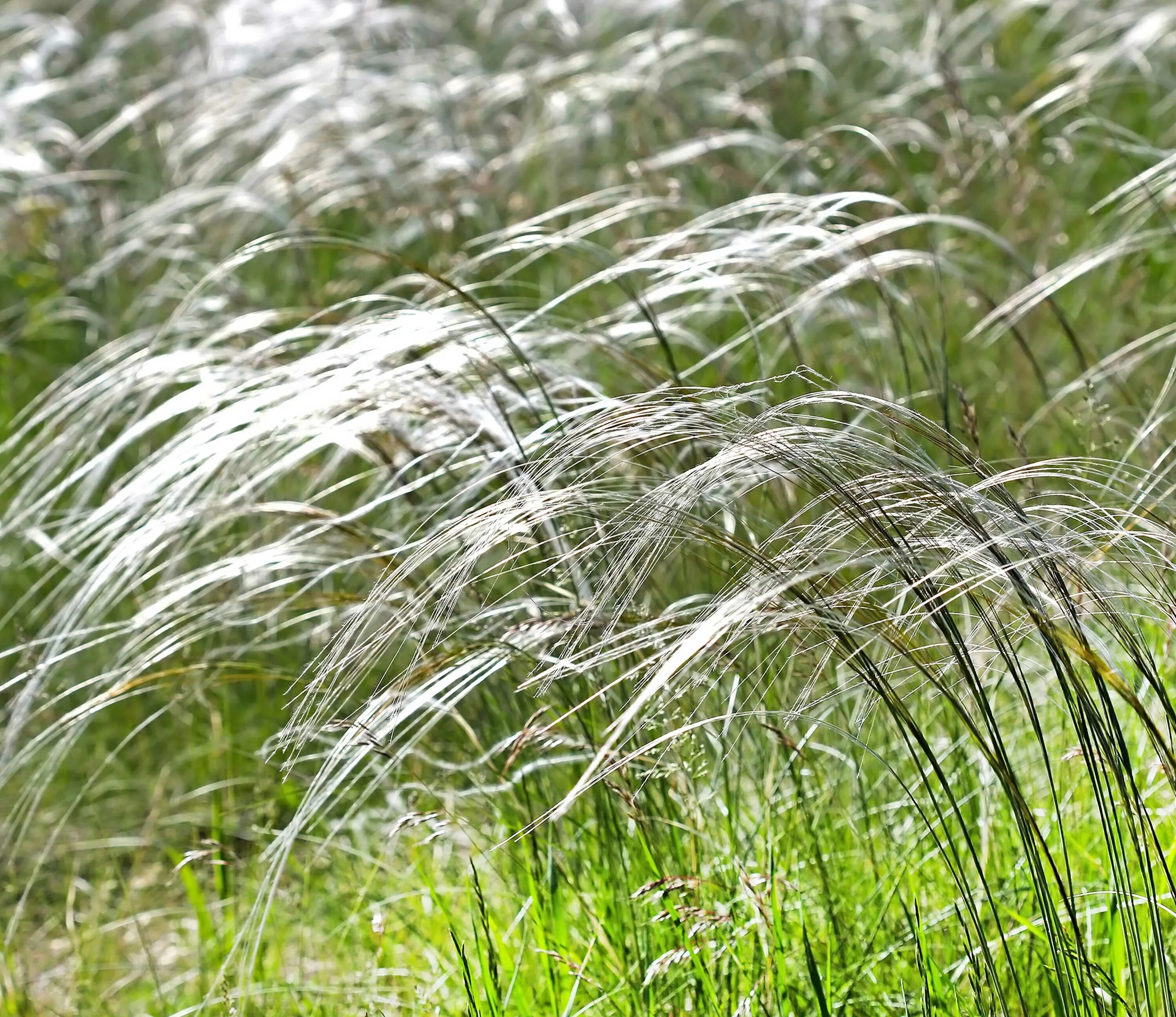 Ковыль стелется. Ковыль волосатик (Тырса). Ковыль волосатик Stipa capillata. Ковыль Лессинга. Ковыль Луговой.