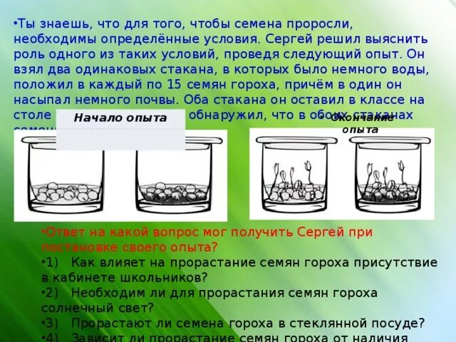 По результатам экспериментов известно. Эксперименты с почвой. Стакан с водой и семенами опыт. Условия прорастания семян гороха. Влияние почвы на прорастание семян опыт.