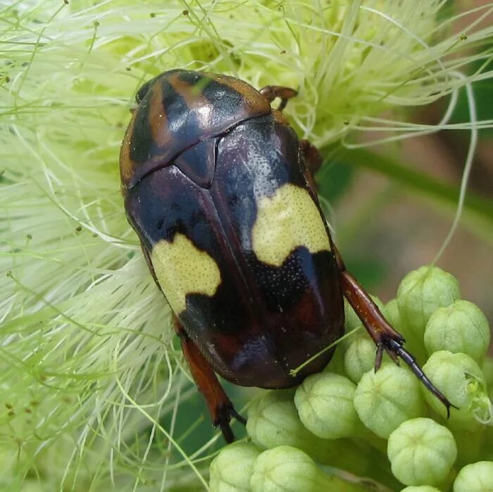 Снятся жуки. Жук во сне. Жуки много. Scarab Beetle. Жуки спят ночью