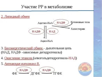 Восстановление надф до надф 2н поглощение
