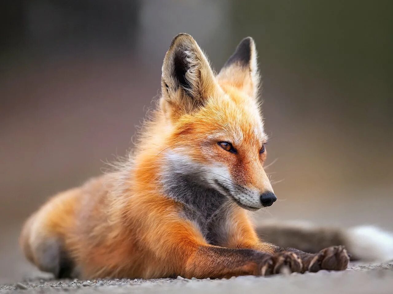 Лиса. Красивая лиса. Рыжая лиса. Лиса обои. Fox look