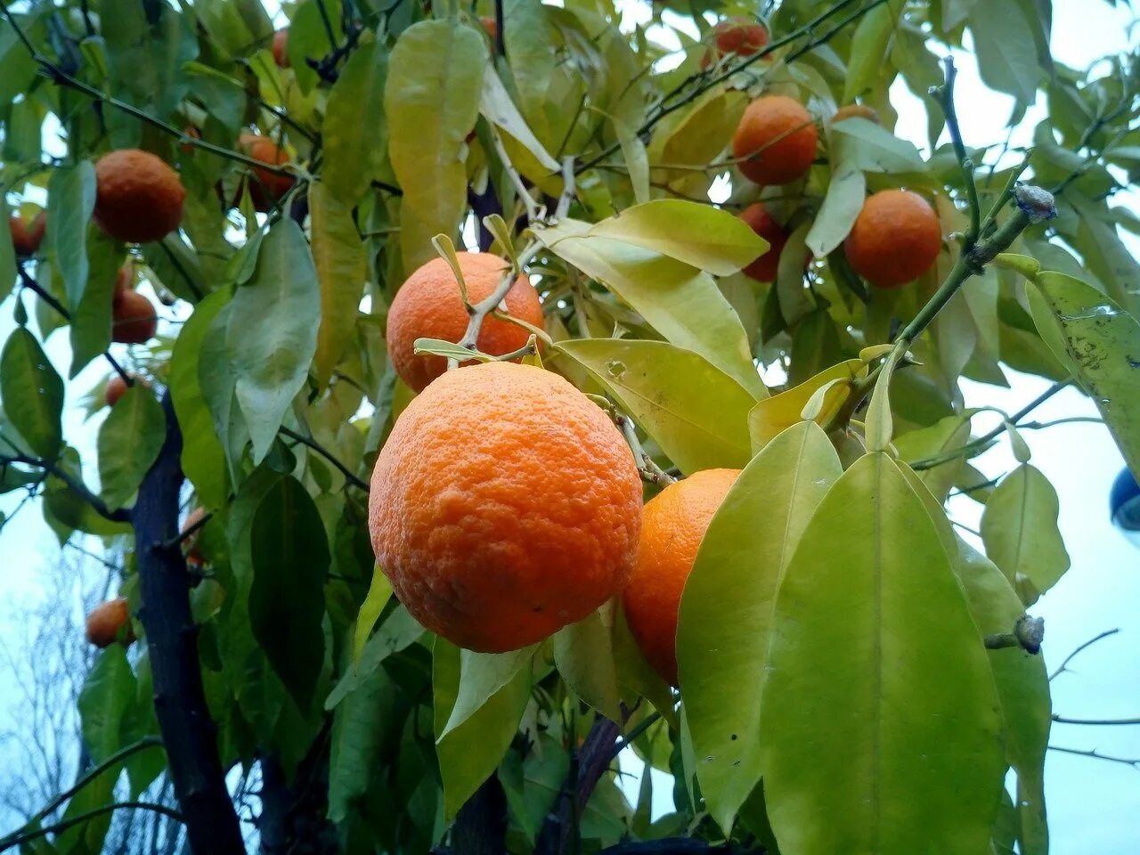 Редкие фруктовые деревья. Померанец дерево. Померанец дарахти. Апельсин дерево. Фрукты растущие на деревьях.