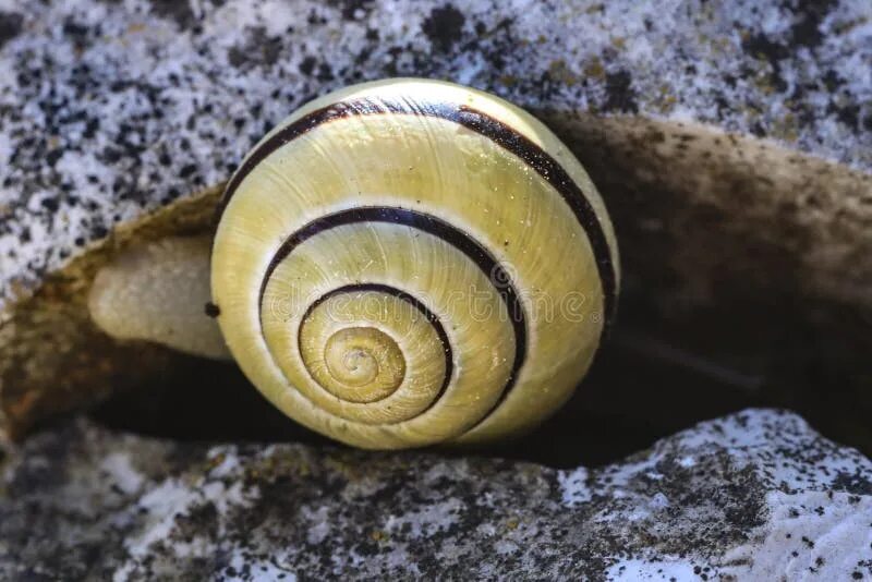 Snail shell