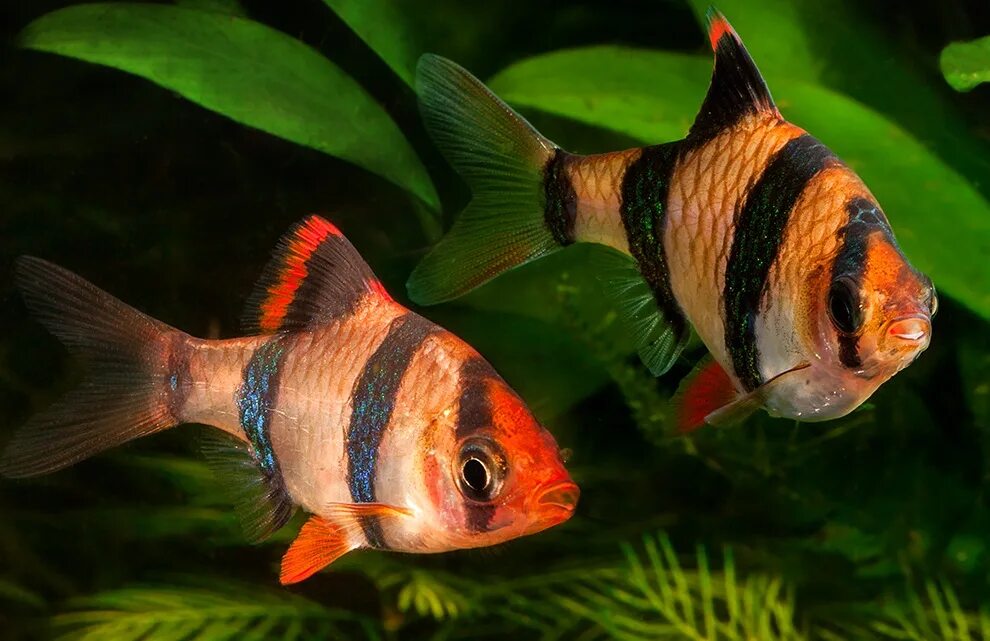Рыба Барбус суматранский. Рыбка Барбус суматранский. Суматранский Барбус аквариумная рыбка. Барбус суматранский вишневый.