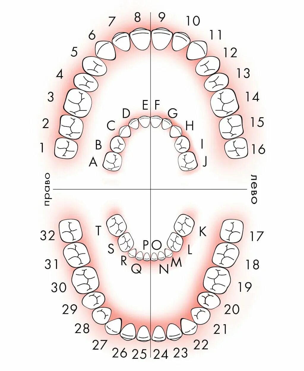 Названия зубов человека. Нумерация зубов у человека в стоматологии схема взрослых. Система Хадерупа обозначения зубов. Нумерация зубов в стоматологии схема у взрослых и детей. Стоматология нумерация зубов верхней челюсти.