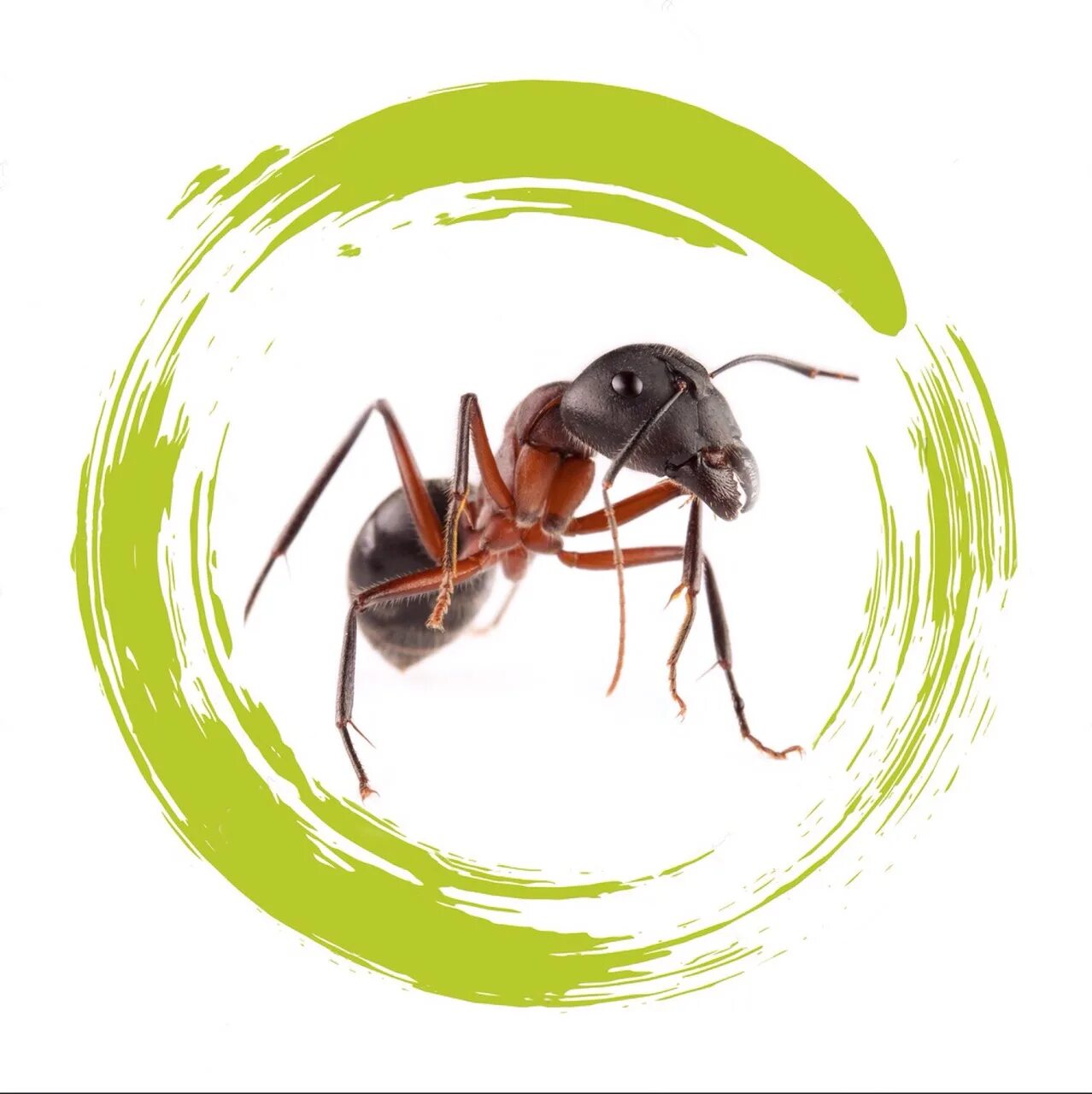 Наклейка - муравьи. 4 esg-2400-13 ufl-f. Муравьи степные жнецы messor structor. Степные жнецы messor structor. Матка solenopsis.