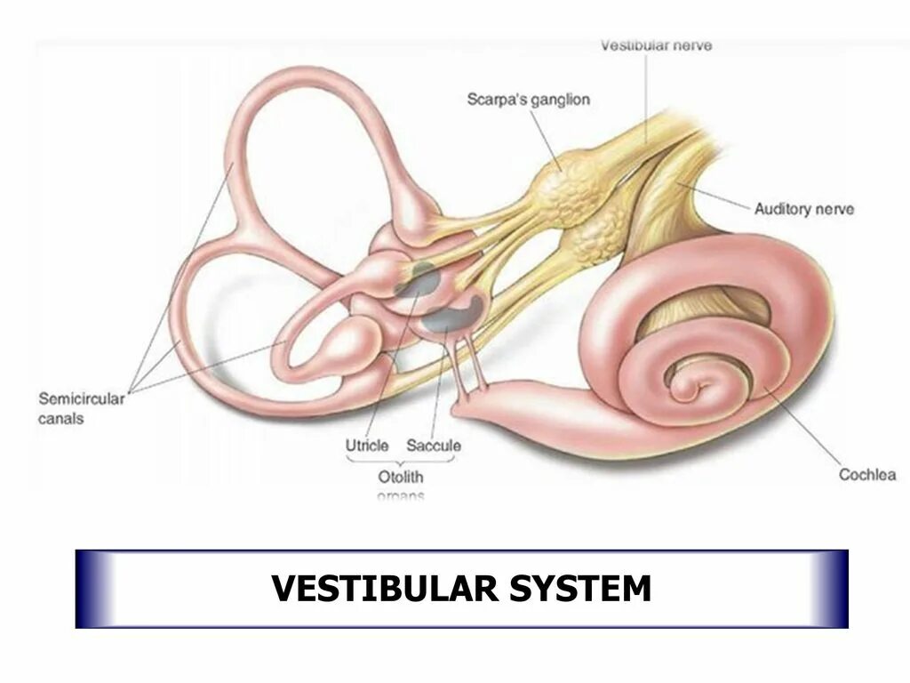 Nervus vestibulocochlearis схема. Ганглий Скарпа. Вестибулярный неврит внутреннее ухо. Nervus vestibulocochlearis ядра. Строение вестибулярного нерва