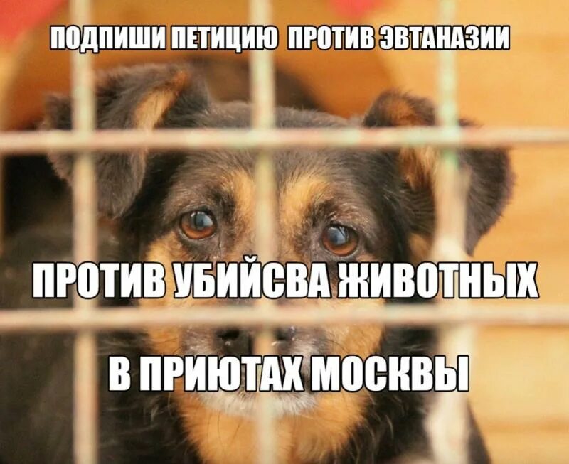 Петиции о животных. Против эвтаназии животных. против эвтаназии собак. нет эвтаназии животных. мы против эвтаназии животных.