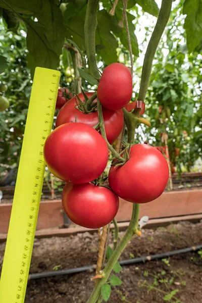 Семена томатов королева. Томат Королева f1. Томат Королева партнер. Партнер томат Королева f1.