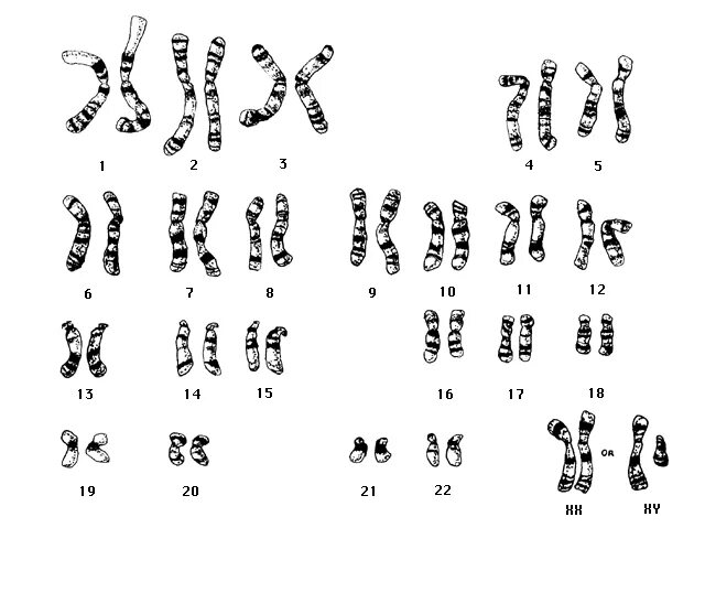 Кариотип хромосом собаки. Кариограмма хромосом собаки. Набор хромосом у собаки. Число хромосом у собаки.