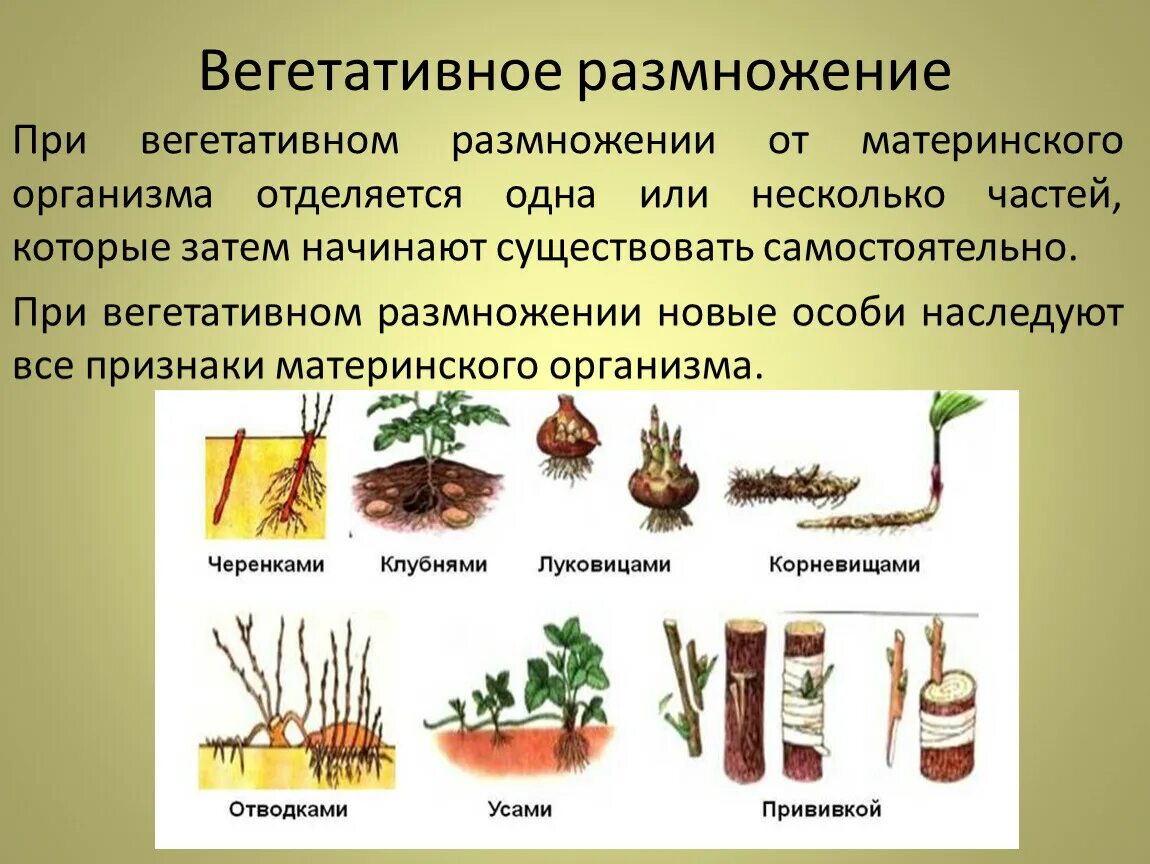 Растения можно размножать. Способы бесполого размножения вегетативное размножение. Способы вегетативного размножения растений 6 класс биология. Как происходит вегетативное размножение растений 6 класс. Вегетативное размножение растений 6 класс биология.