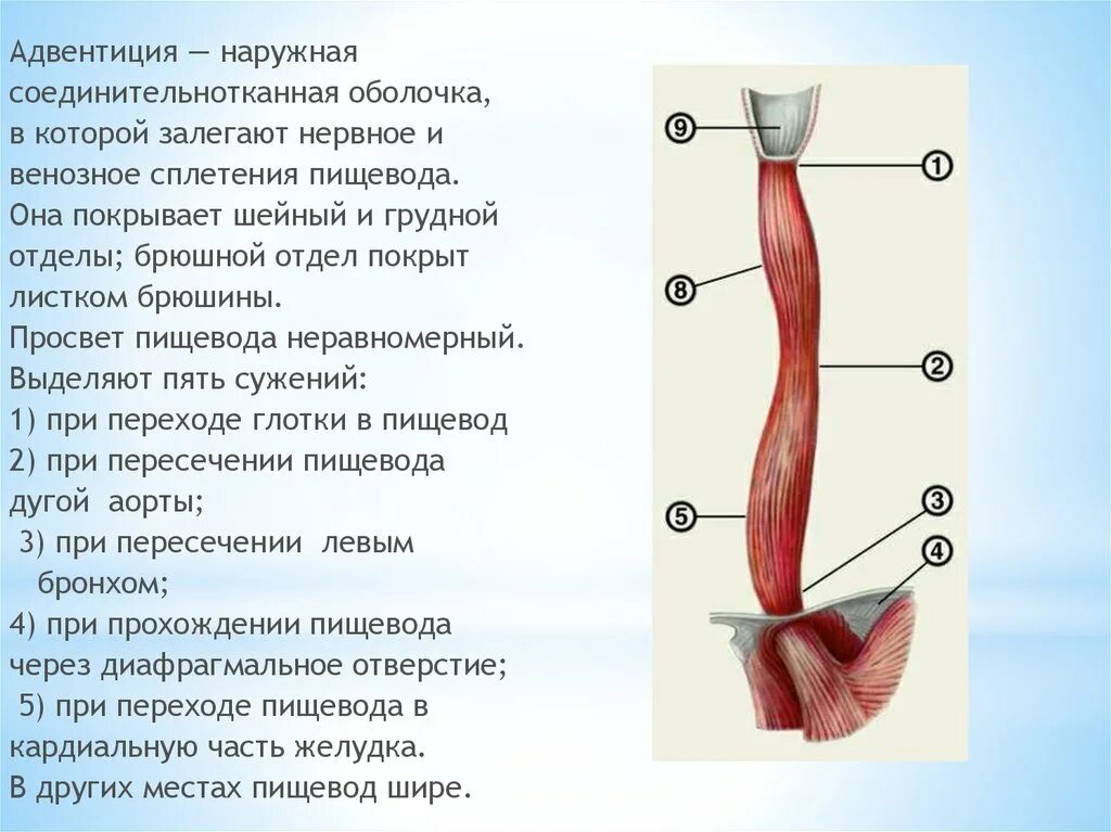 Пищевод покрыт. Адвентициальная оболочка пищевода. Отделы пищевода. Абдоминальный отдел пищевода.