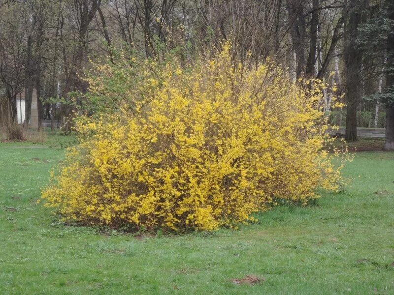 Ранний желтый кустарник фото. Буш кустарник желтый. Кустарник с желтыми листьями весной. Кустарник с жёлтыми листьями ранней весной. Кустарник с жёлтыми цветами ранней.
