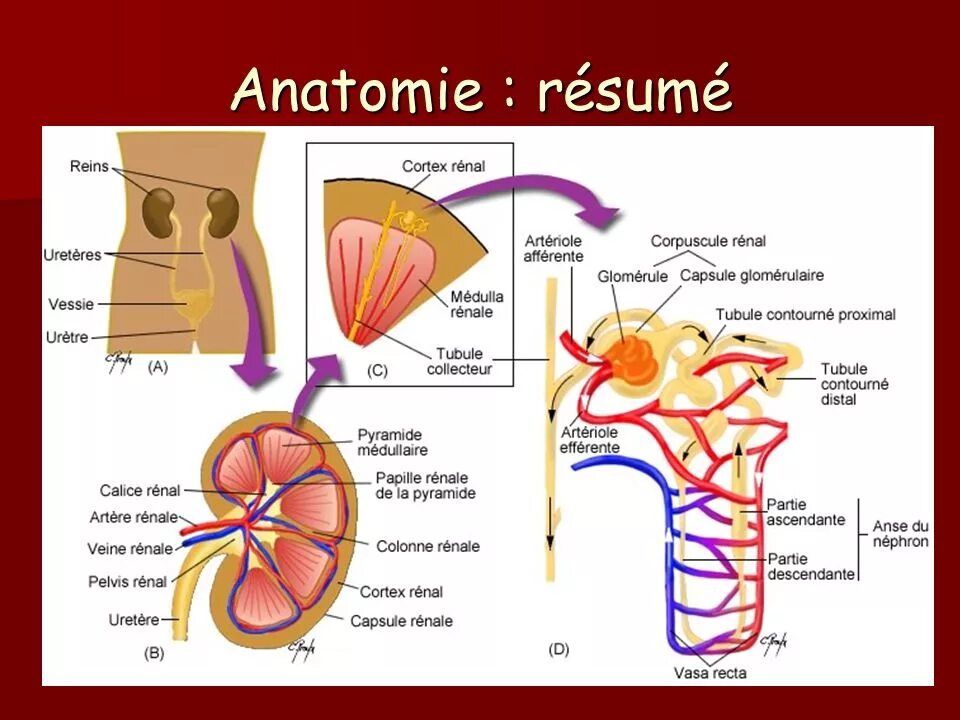 Anatomie d une chute