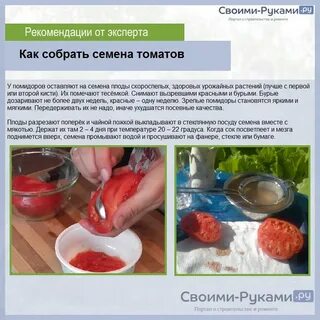 Семена томатов из своих помидор