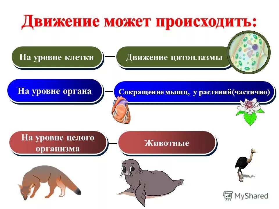 Развитие свойство живого организма