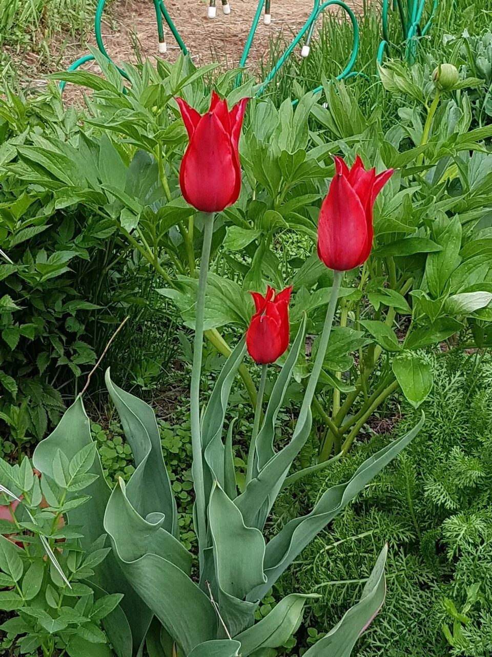 оби тюльпаны в горшке. голландские цветы. оби тюльпаны. оби акции. тюльпан оерал.