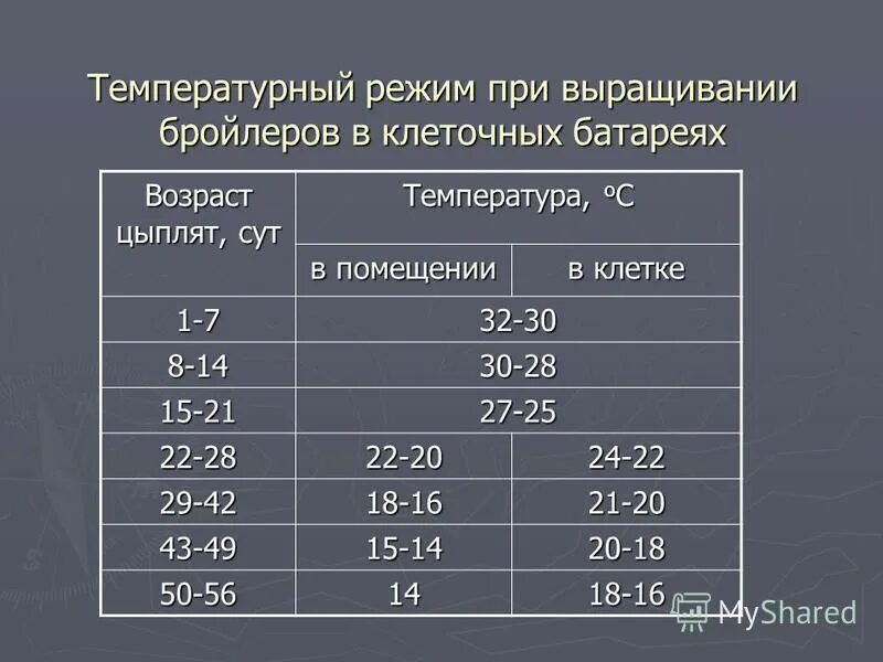 При какой температуре можно выпускать кур