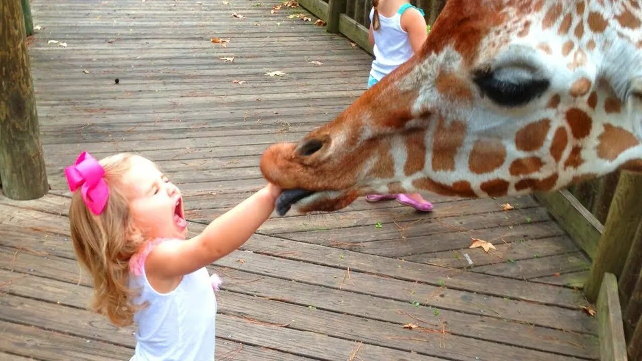 Смешные забавные видео. Дети в зоопарке. Зоопарк с животными для детей. Девочка в зоопарке. Фотосессия в зоопарке.