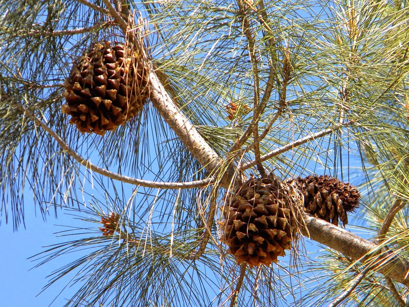 Хвойные орехи. Pinus sabiniana. Pinus pinea шишки. Pinus pinea орехи.