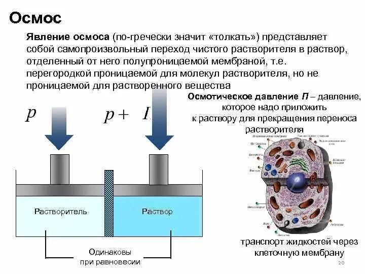 Формула осмотического давления химия раствора. Закон осмоса. Осмос процесс. Осмотические явления. Обратный осмос.