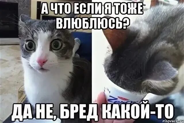 Бред какой то. Да не бред. да не бред какой. кот да не бред какой-то. картинка да нет бред какой то.