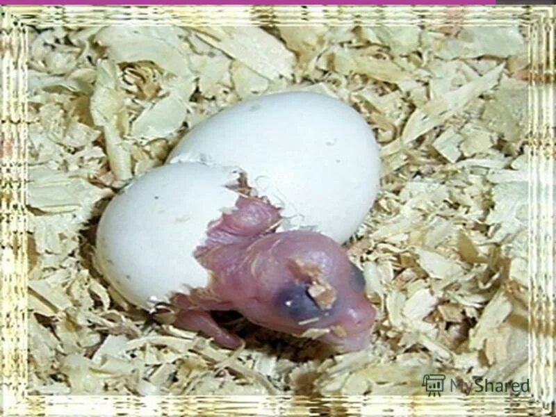 Утконос откладывает яйца