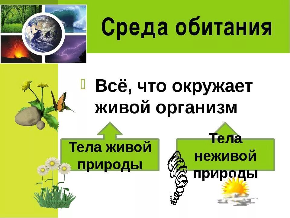 Все что окружает живое существо. Тела живой природы. Неживая среда обитания. Тела живой и неживой природы. Живая и неживая среда обитания.