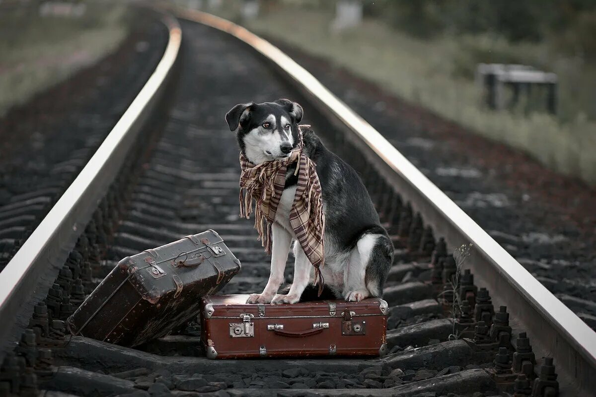 Уходящий поезд. Животные на железной дороге. Поезд ушел. Собака на железной дороге.