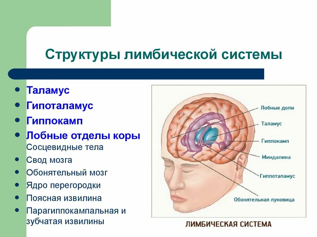 Какие из перечисленных структур расположены. Лимбическая система мозга структура функции таблица. Лимбическая система мозга структура и их функции. Структуры лимбической системы головного мозга функции. Обонятельный мозг и лимбическая система.