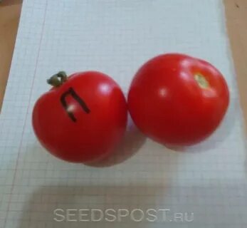 Томат пожарский