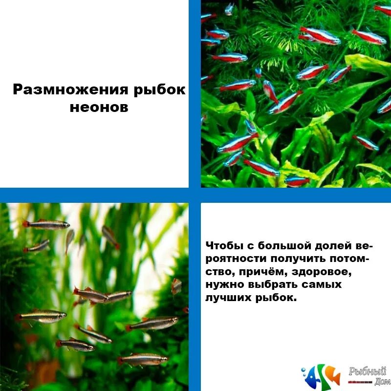 неоны рыбки размножение. малек красного неона. неон перед нерестом фото. рыбка неон аквариумная живородящая. размножение аквариумных неонов.